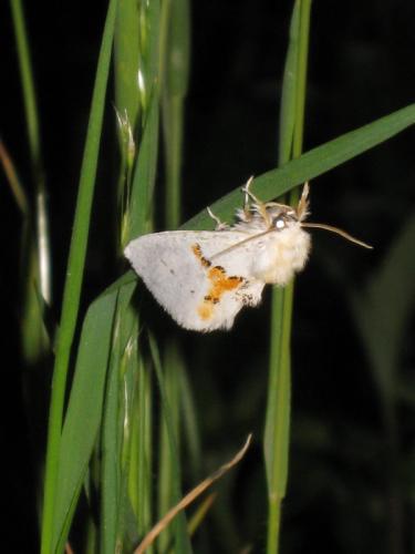 Leucodonta bicoloria