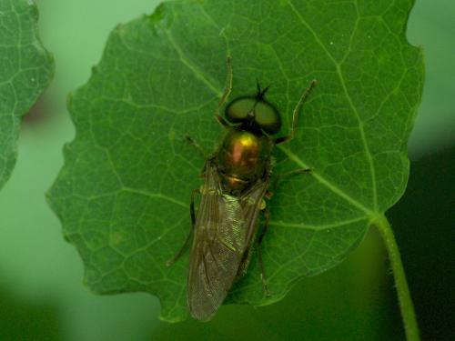 Chloromyia formosa