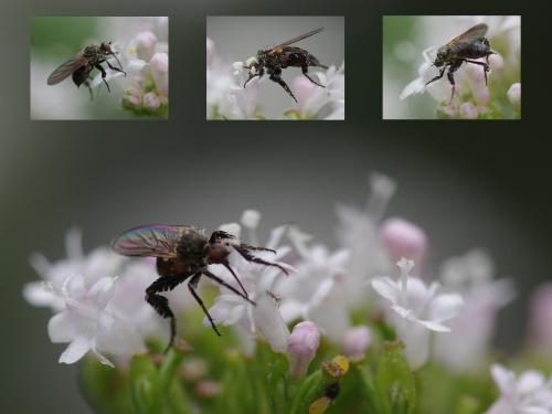 Empis pennipes