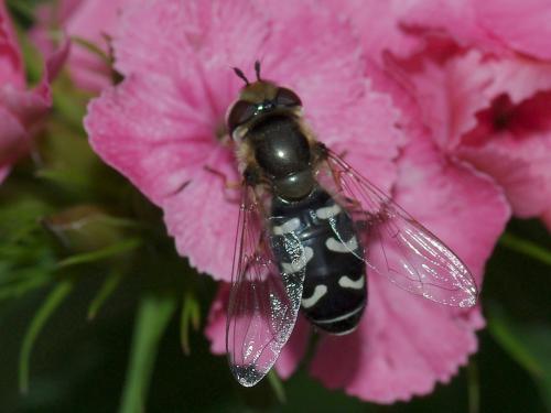 Réf. 58 413 : Scaeva pyrastri