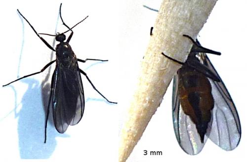 Sciara sp.
