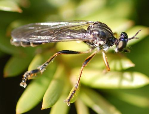Dioctria sp.