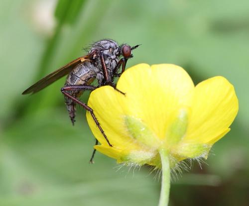 Réf. 58 125 : Empis tessellata