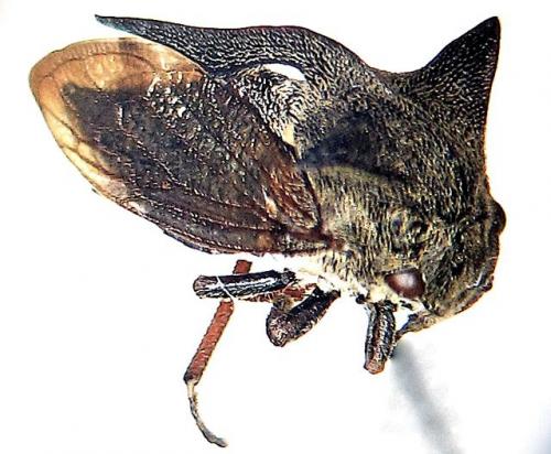 Centrotus cornutus