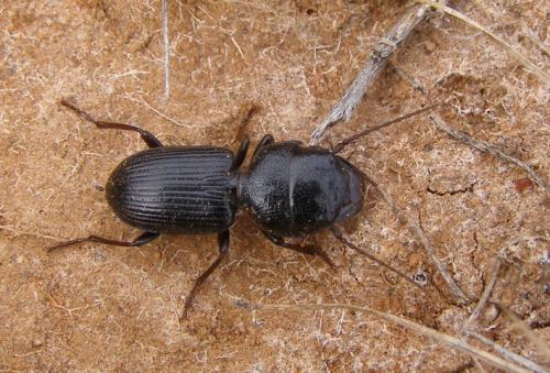 Dixus clypeatus