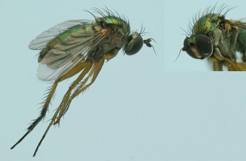 Dolichopus ungulatus