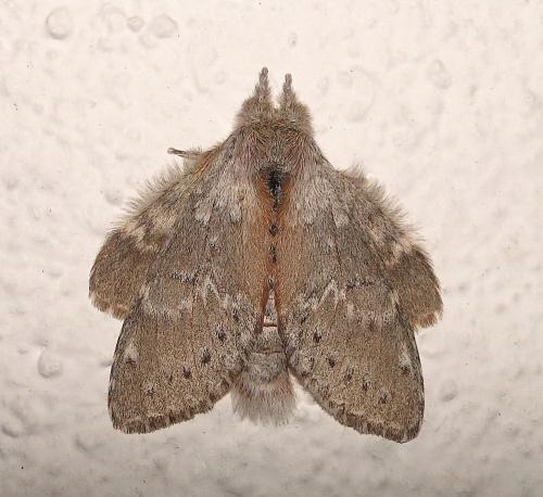 Stauropus fagi