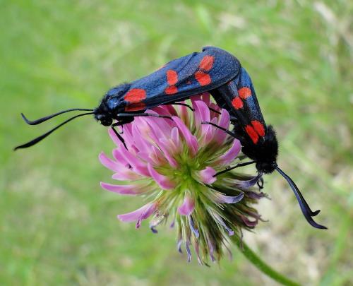 Zygaena filipendulae