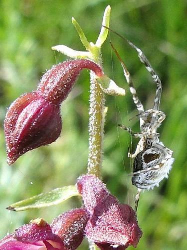 Uloborus walckenaerius