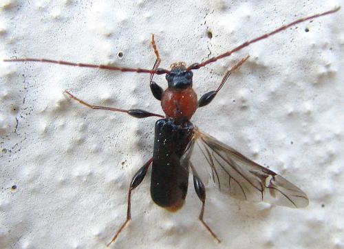 Réf. 58 504 : Phymatodes testaceus