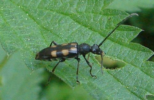 Réf. 58 508 : Anoplodera sexguttata