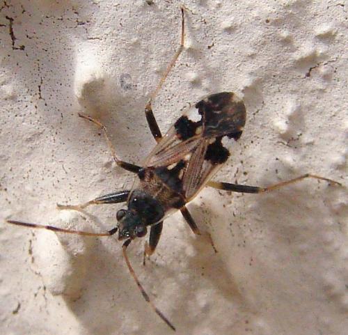 Beosus maritimus