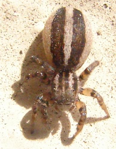 Réf. 58 036 : Phlegra fasciata