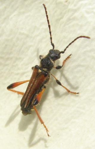 Stenopterus rufus