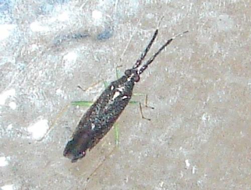 Heterotoma planicornis