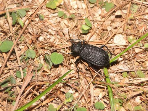 Réf. 58 908 : Calosoma planicolle
