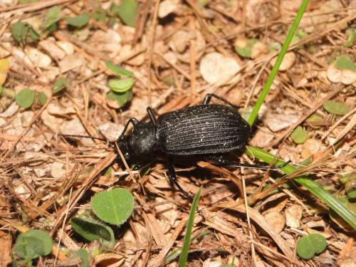 Réf. 58 909 : Calosoma planicolle