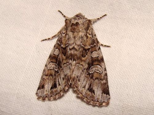 Réf. 58 841 : Pachetra sagittigera