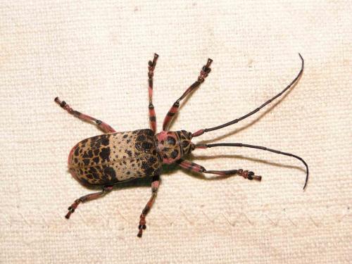 Ceroplesis adusta