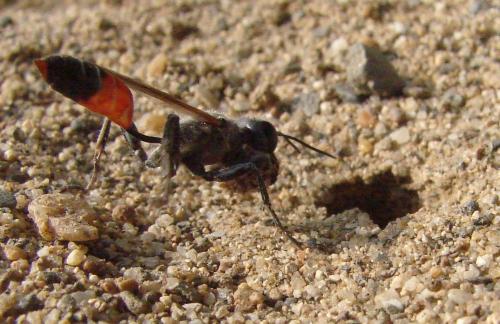 Prionyx kirbii