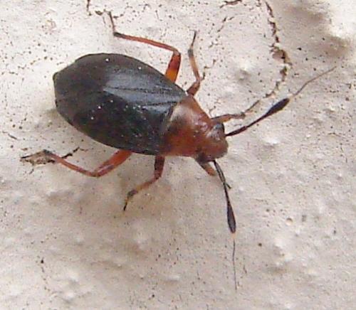Réf. 58 490 : Capsus ater