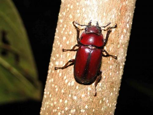 Réf. 58 821 : Prosopocoilus sp.