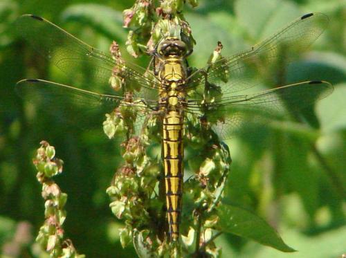 Orthetrum cancellatum