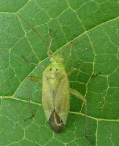 Closterotomus norwegicus