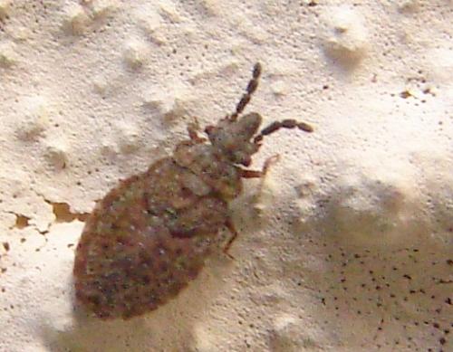 Réf. 58 331 : Aradus cinnamomeus