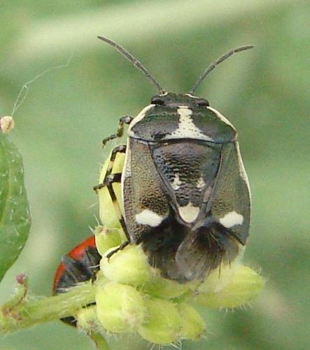 Réf. 58 718 : Eurydema oleracea