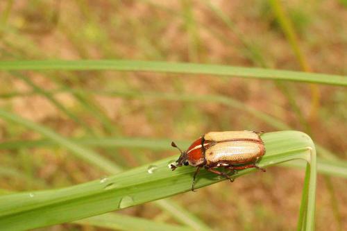 Réf. 58 793 : Gnathocera trivittata dorsodiscolor