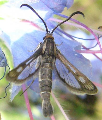 Synanthedon sp.