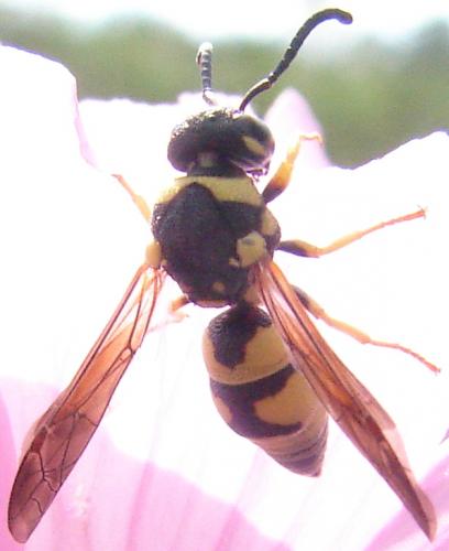 Réf. 58 702 : Eumeninae inconnu
