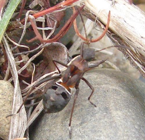 Réf. 58 601 : Alydus calcaratus