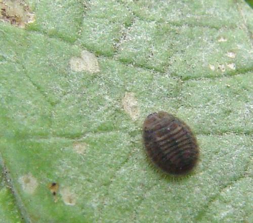 Platynaspis luteorubra