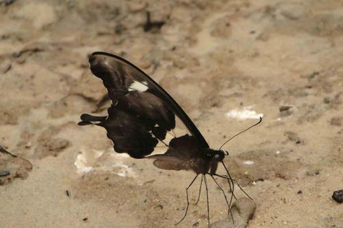 Papilio hesperus