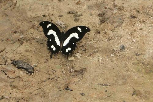 Papilio hesperus