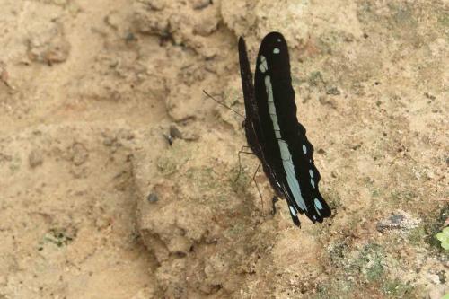 Réf. 58 708 : Papilio nireus