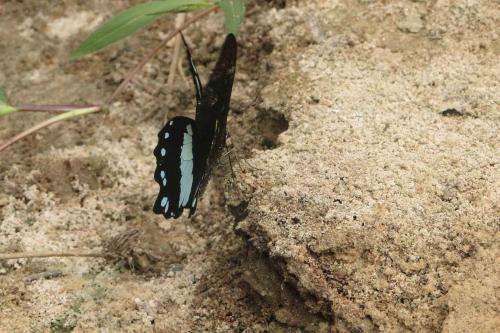 Papilio nireus