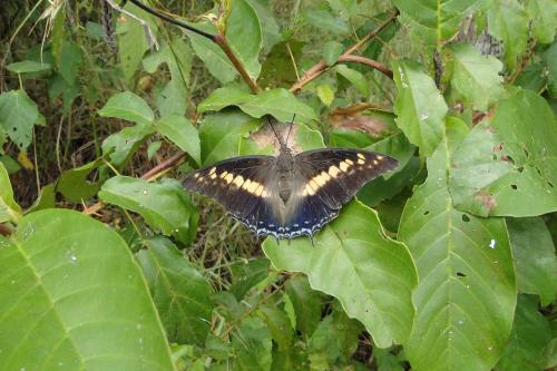 Réf. 58 838 : Charaxes castor