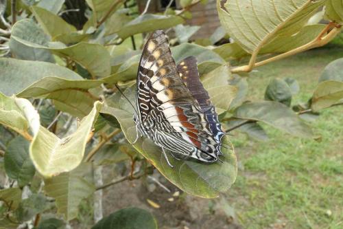 Charaxes castor