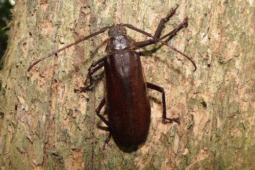 Macrotoma palmata
