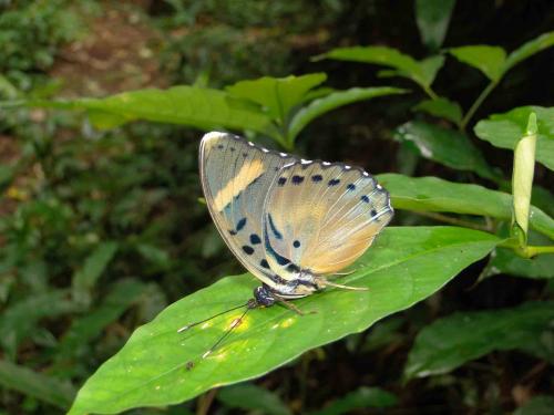 Euphaedra sp.