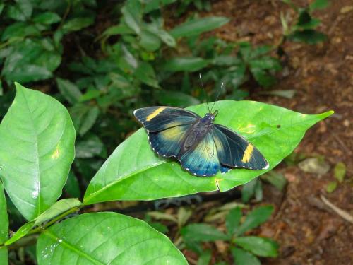 Euphaedra sp.