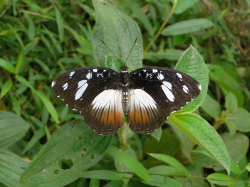 Réf. 58 790 : Aterica galene