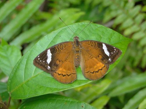 Euriphene conjugens