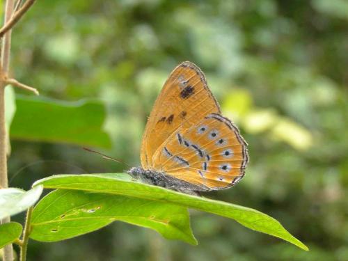 Réf. 58 792 : Sevenia amulia amulia