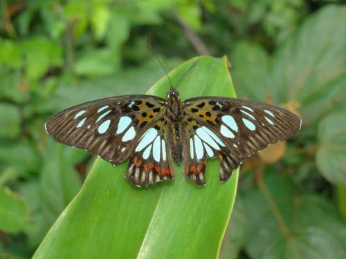 Réf. 58 791 : Pseudacraea semire