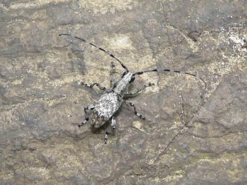 Acmocera conjux