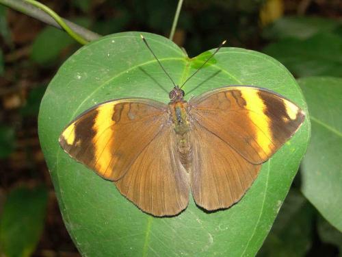 Bebearia comus
